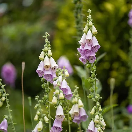 Apartman Mientje, 35214 *